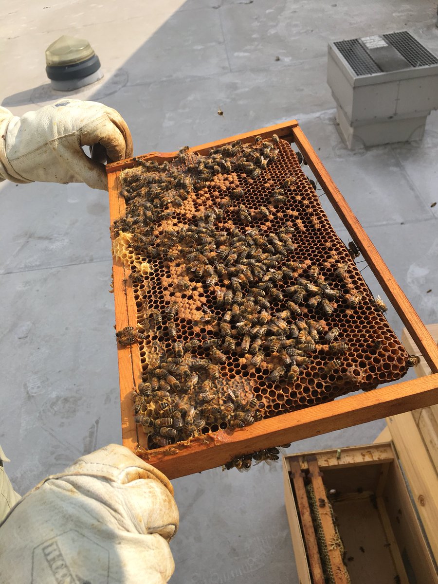 BeesNorbridge's tweet photo. Our bees are now settled into their hives. They are already bringing pollen into the hive. #bees #beethebest 🐝 https://t.co/0DOgyV4qGX