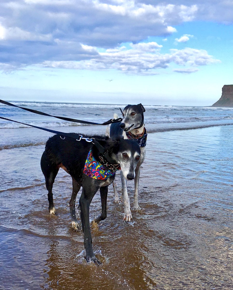 jsfox8's tweet photo. #IMayNotBePerfectBut hounds are. https://t.co/tBAesFtuCX