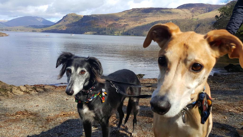 jsfox8's tweet photo. #IMayNotBePerfectBut hounds are. https://t.co/tBAesFtuCX