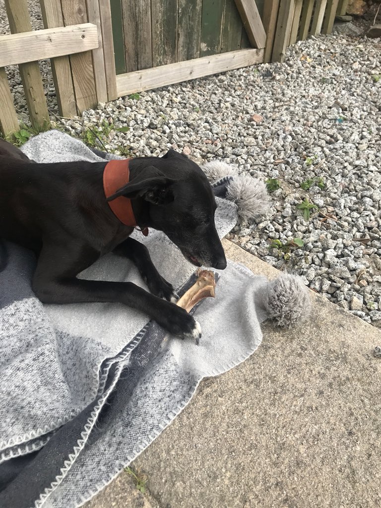 No waste with <a href="/Etheringtons/">Brian Etheringtons</a> best meat for an athlete and best bones for <a href="/ReidTeam/">TR1coaching</a>’s mascot