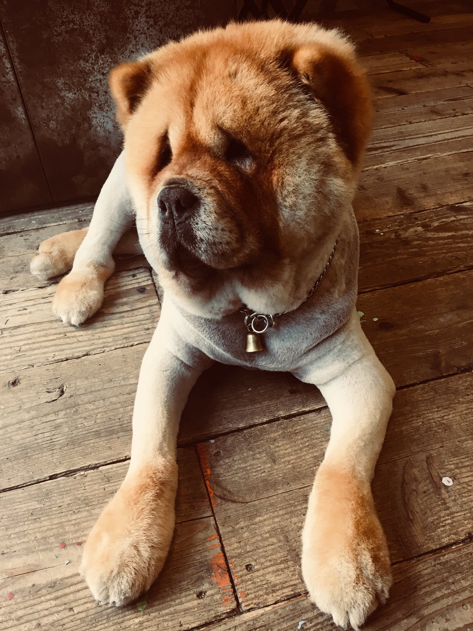 関 泰久 ぶさいくな犬 ラウちゃん T Co Mcx8jwl1mz Twitter