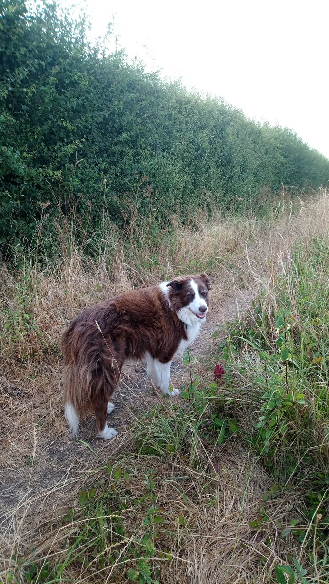 EliotDee's tweet photo. #Meggiemoo π #collie π https://t.co/v067hgT7wX