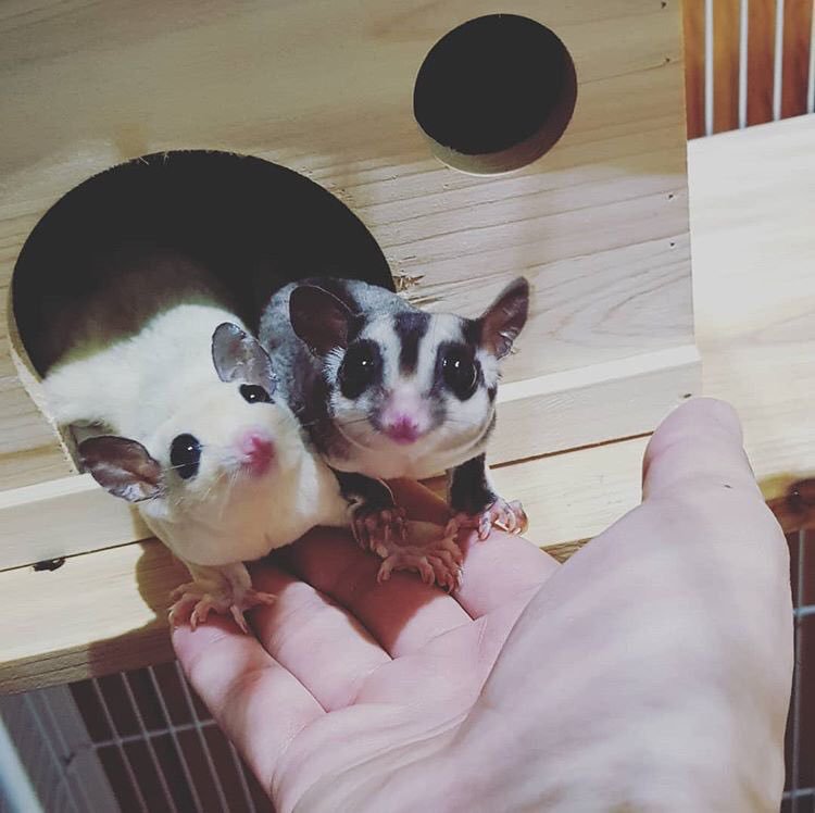 jin짱💦forever on Twitter "석진아 자식이 4마리나?? 오뎅이 어묵이 얼큰이 국물이