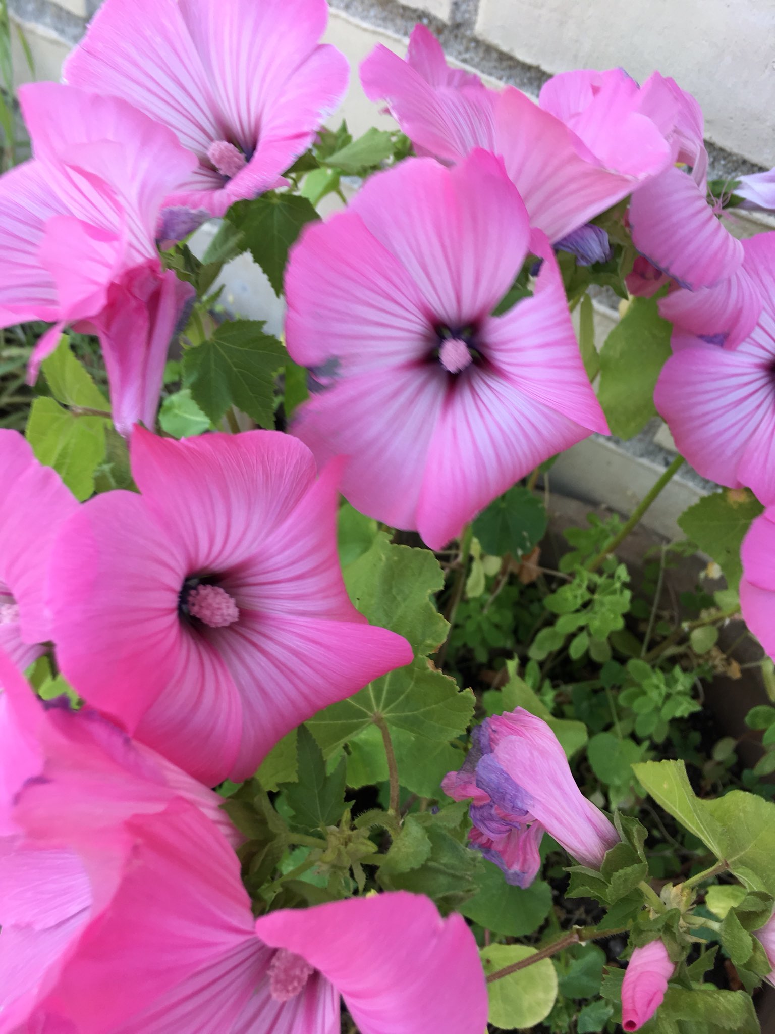 vallensbæk blomster vallensbæk blomster