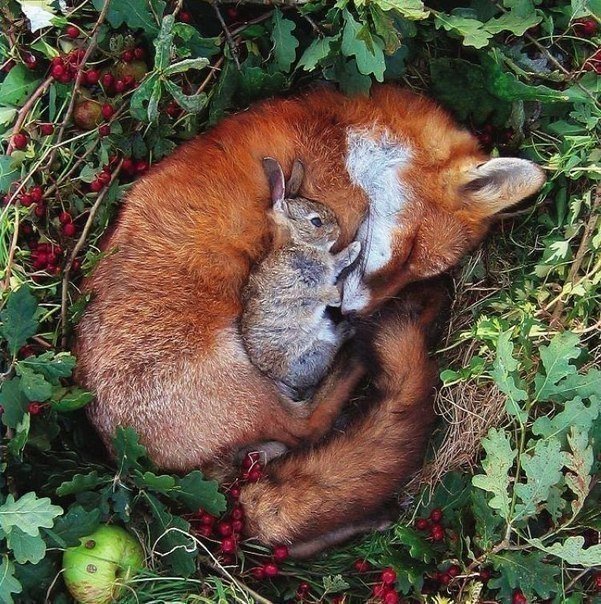 vvvalexvvv1's tweet photo. Постановочное фото с мертвыми животными, которое пятьдесят раз облетело интернет, рассказывая о "дружбе лисы и зайчонка" https://t.co/0v3VpeB0ED