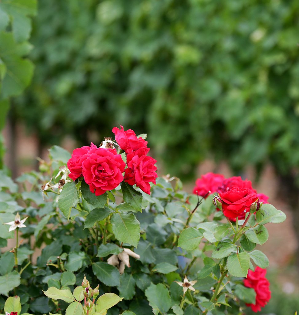 evinumweb's tweet photo. Wonderful #roses in the #vineyards - although the #winemaker didn't have to be afraid of frost this year, he is struggling with the great drought in #Germany these days. #rheingau #winetravel #germanwines #riesling #rieslinglover #winelovers #wineblogger #winelife #wine_passion https://t.co/s3RgWjo90K