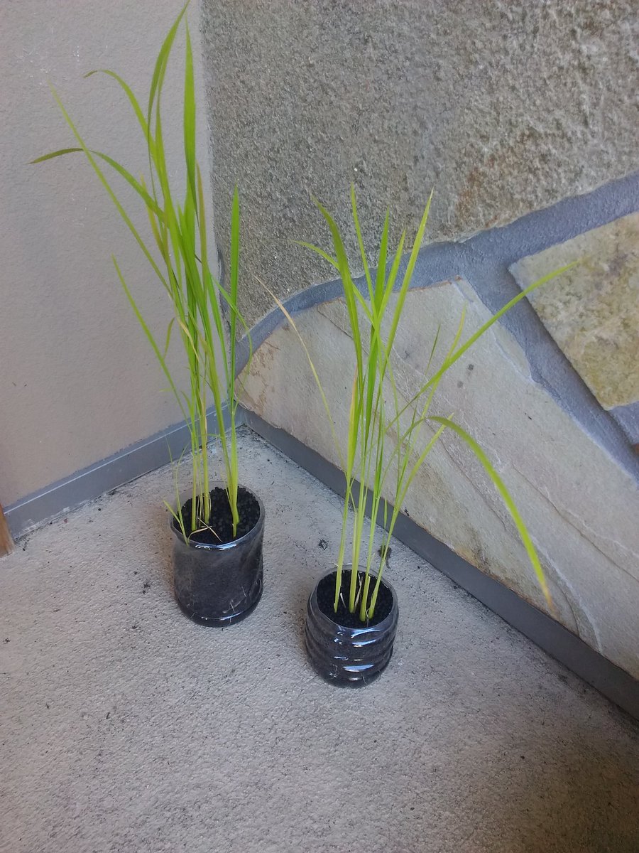 Daiki در توییتر 玄米を発芽させた稲のその後 たぶん発芽40日くらい 根がすごい ビオトープが解体となってしまったため 新たな嫁ぎ先に植え替えせねば