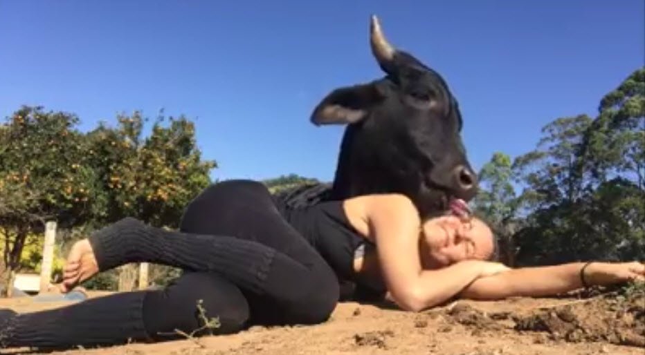 Look at this movie! 
Girl Love her big Cow - Cow Kiss
YouTube: youtu.be/VTlzYWVuoFA
---------------------
#Cowboys #cow #AnimalLove #bull #bakraeid #cowmandi #love