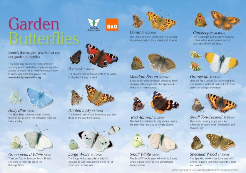 Holly Pollination Chart