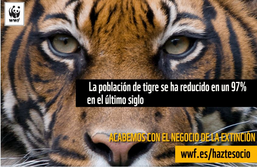 WWFespana's tweet photo. Detenidos en República Checa tres sospechosos de matar tigres en peligro de extinción y de comerciar ilegalmente con pieles de grandes felinos en el mercado negro. Paremos el negocio de la extinción YA. @nytimes #StopTrafico https://t.co/QpB7F7IDI8 https://t.co/A039h1yqEI