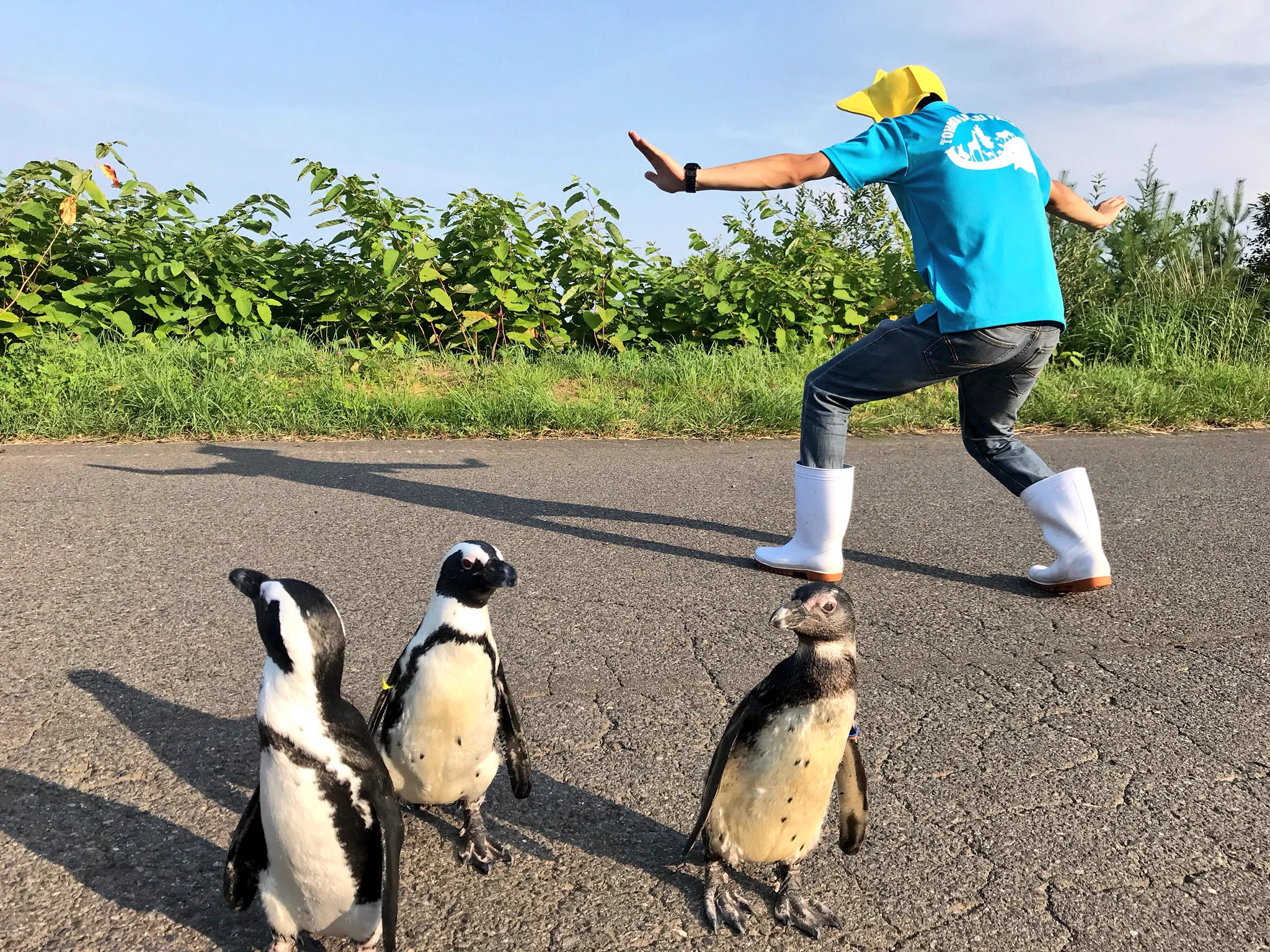 東北サファリパークがペンギンとジュラシックワールドを再現！無視されてるｗｗ