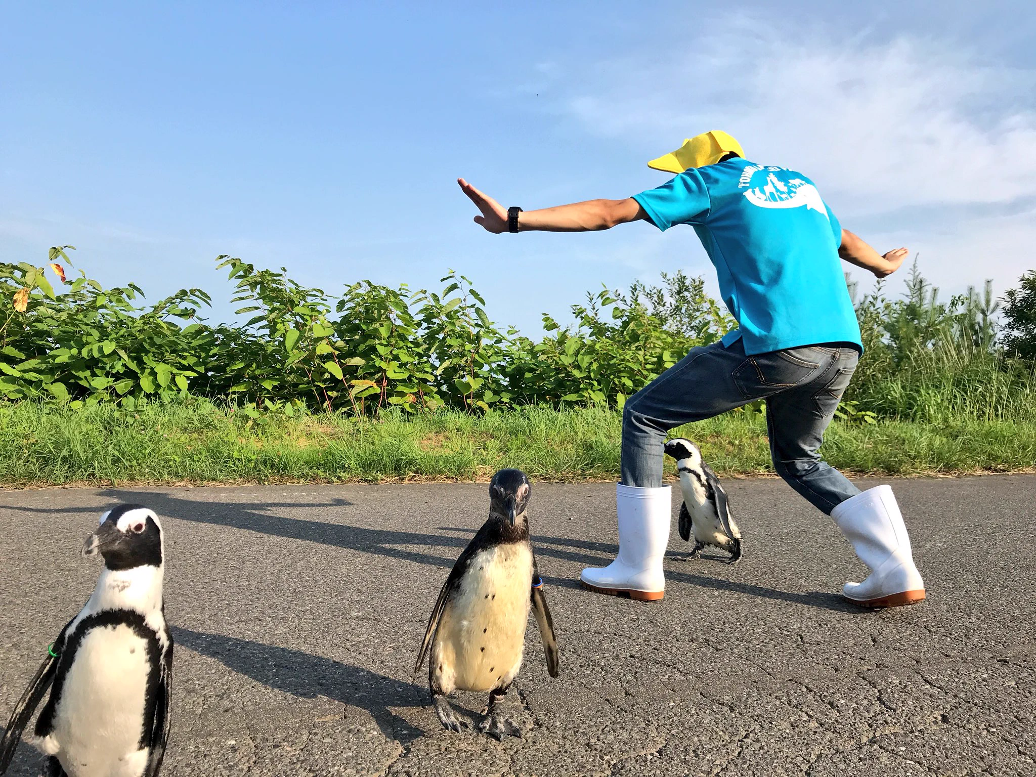 東北サファリパークがペンギンとジュラシックワールドを再現！無視されてるｗｗ