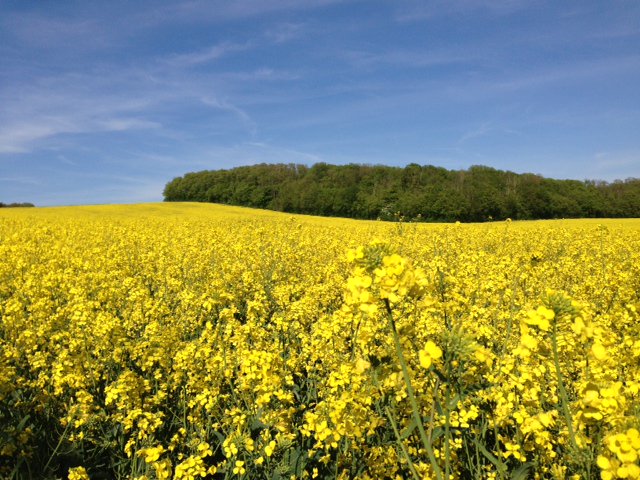OSR sulphur response experiments at 18 sites between 2011 and 2017. 10 of 18 sites showed yield response to S fertiliser of 0.1 to 4.4 t/ha. Economic optimum S rates were between 30 and 79 kg SO3/ha. We're recommending slight change to OSR S recommendations to 50-80 kg SO3/ha