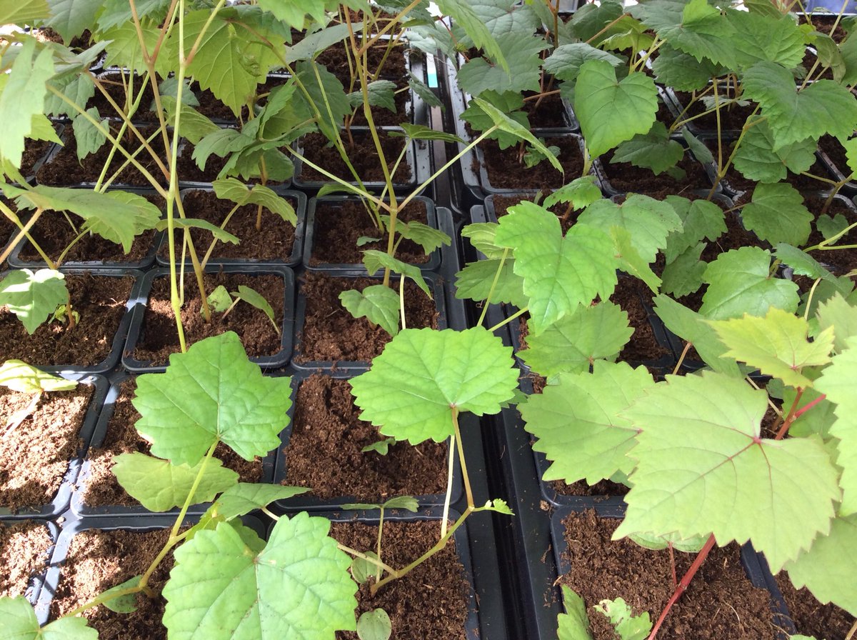 <a href="/VidalFrederique/">Frédérique Vidal</a> ministre <a href="/sup_recherche/">Ministère Enseignement supérieur/Recherche/Espace</a> @Inra_France <a href="/Angers/">Ville d'Angers</a> : lutte génétique versus lutte chimique « il n’y a pas d’innovation sans recherche » <a href="/stelladupont/">Stella DUPONT</a> <a href="/NicoleDubre17/">Nicole Dubré-Chirat</a> <a href="/StephPiednoir/">Stéphane Piednoir</a> <a href="/anjouagricole/">Anjou Agricole</a> @AvenirAgricole