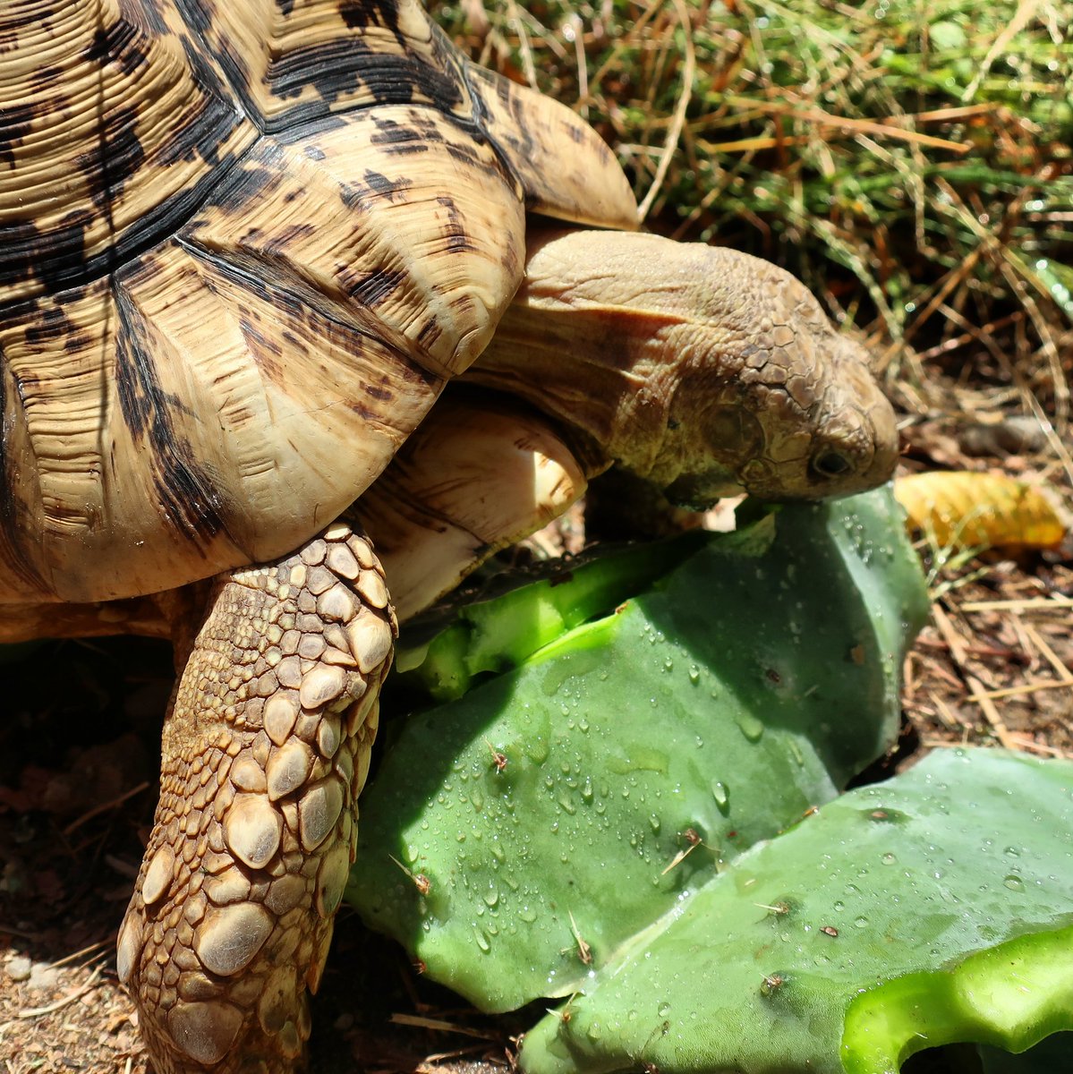Tortoisespot's tweet photo. Don't forget to follow us for more photos I'm out rescues! Also we retweet tortoise and turtle info! https://t.co/DxvIlb9djg