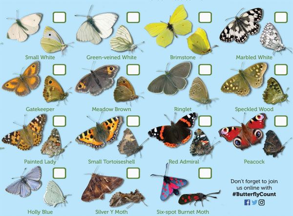 Today marks the start of this year's #ButterflyCount. It's so easy to get involved and contribute to this fantastic project bigbutterflycount.org <a href="/savebutterflies/">Butterfly Conservation 🦋</a>