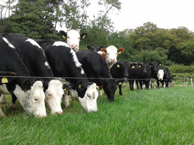 teagasc's tweet photo. This information sheet gives advice on the safe handling of cattle on farms. Dangerous situations involving cattle are almost entirely avoidable – you or a family member needn’t become a statistic. #FarmSafetyWeek
https://t.co/JPhvGyEeWP https://t.co/FdZ09ZCjQw