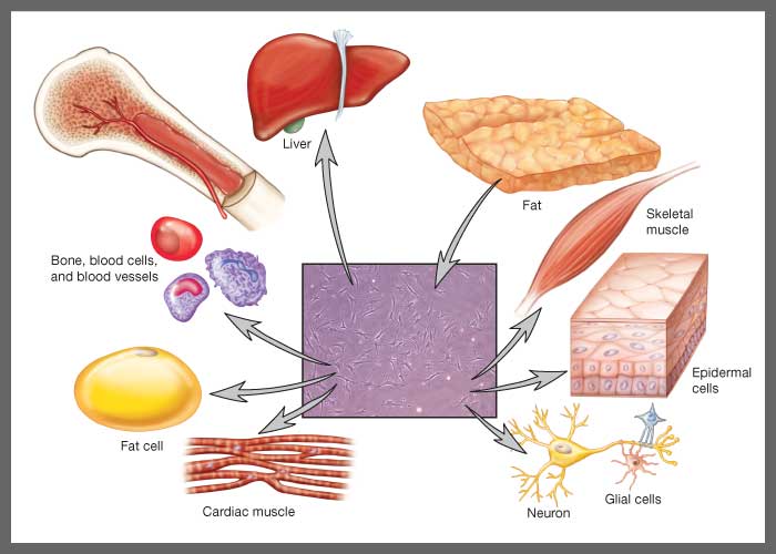 StemCellCong's tweet image. #stemcells in gene therapy?! Exciting research outcomes and hidden potentials! #stemcellresearch#stemcell2018 #stemcellconference To know more:goo.gl/3BpTqf
