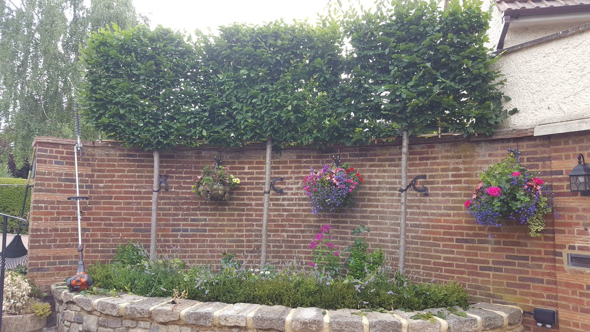 Maintenance on some pleached hornbeam trees this morning, using the <a href="/UK_Husqvarna/">Husqvarna Forest & Garden</a> 525 LK multi tool. Trees supplied by Peter <a href="/allgrowthUKltd/">allgrowthUKltd</a> #barrettlandscapes #trees