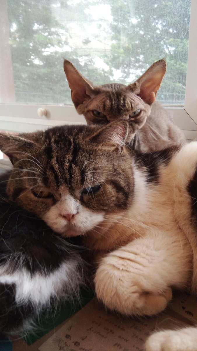 😂😂 #catlover #tabby