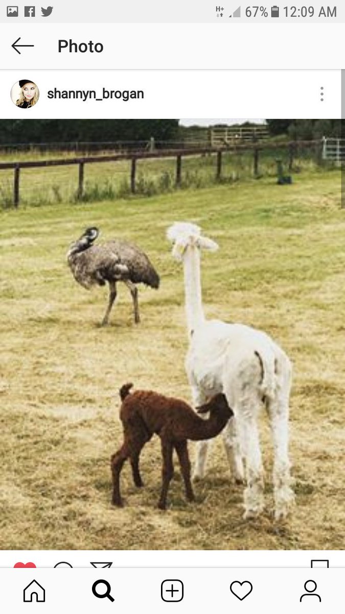 dorbyrne's tweet image. New #Life on My Uncles #PetFarm #KaribuFarm #AlpacaBaby #Coco