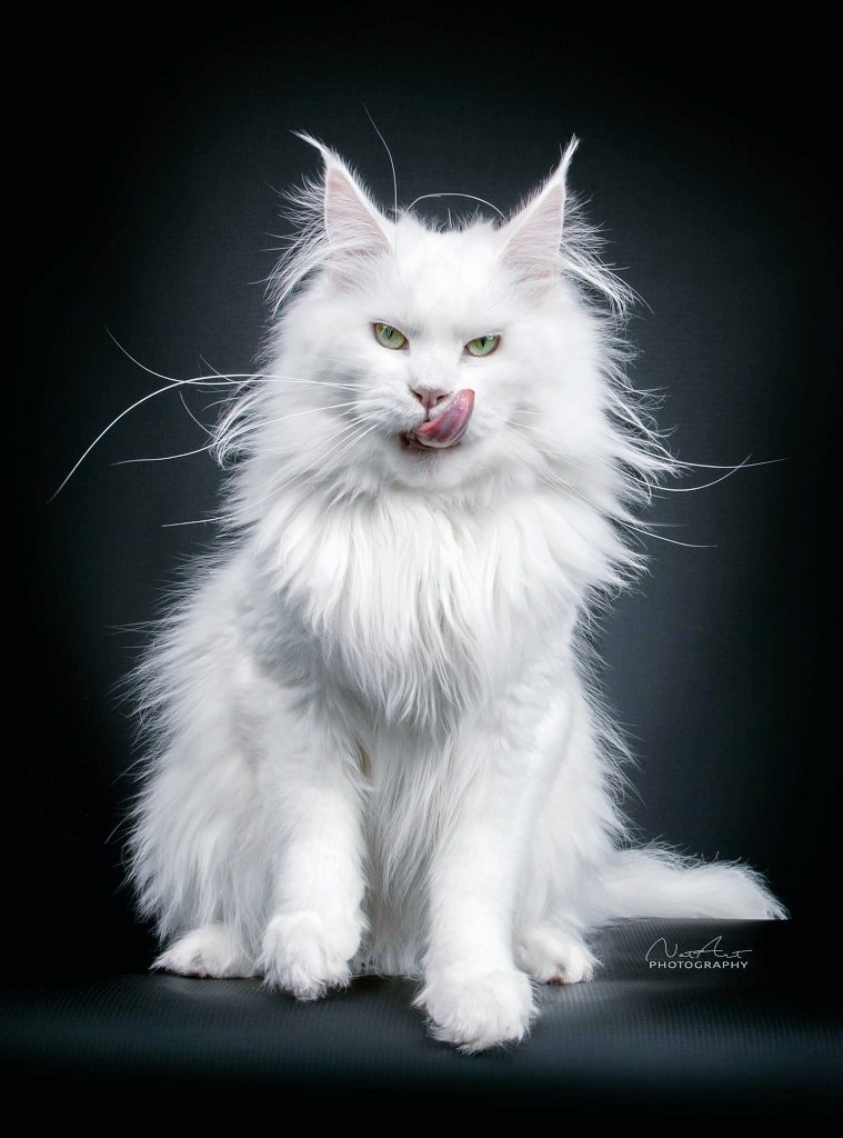 AdrastiaC's tweet photo. My new studio equipment arrived, so Frideriki had to pose for me and I got this LOL
#adrastiacoons #maincecoonsofinstagram #mainecoon #maine #catsofinstagram #whitecat #coppereyes #majestic #royalty #greekcats #greekmainecoons #mainecooncat #catphotography #catphotos #cat https://t.co/pLEYUYXwKq