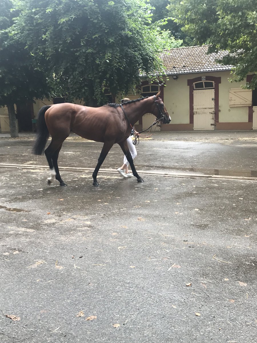 jennifer_b032's tweet photo. @AntoGriezmann @PDecouz #Tornibush 🐎🐎 https://t.co/i5PXTsw18M
