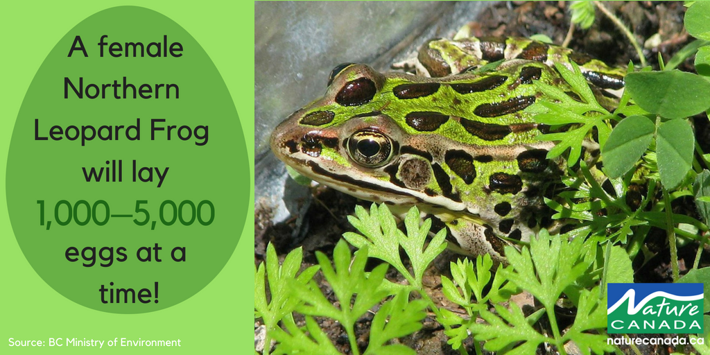 NatureCanada's tweet photo. Did you know that a female Northern Leopard Frog will lay between one and five thousand eggs at a time? 🐸 #FridayFacts https://t.co/wVceBDO1Dl