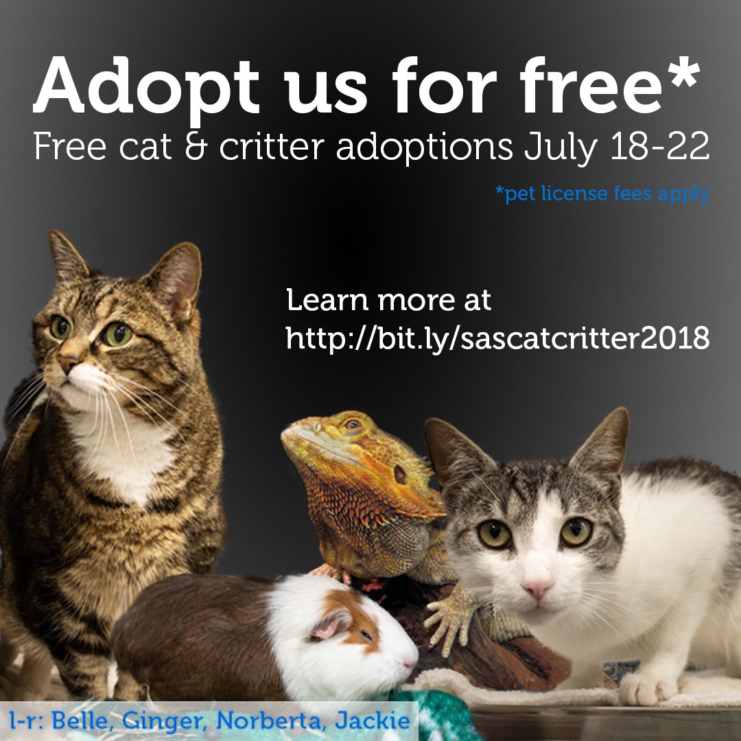 SeattleAnimalShelter tweet media