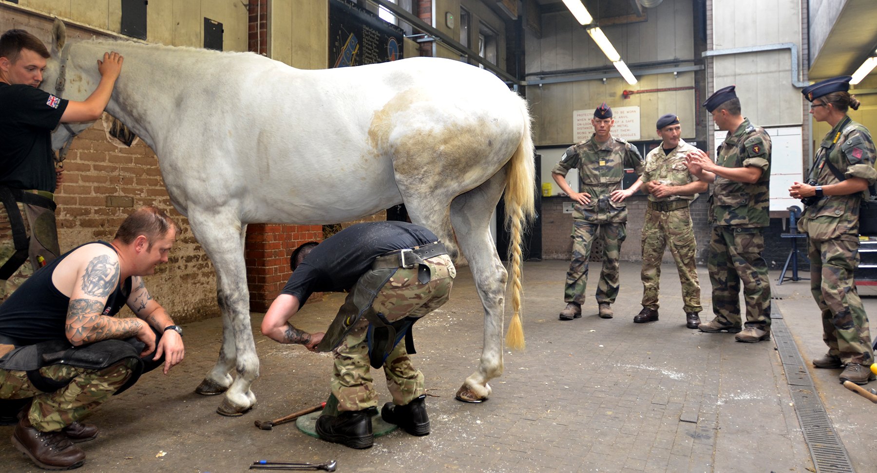 armyeast on twitter defence animal training regiment armyeast on twitter defence animal training regiment