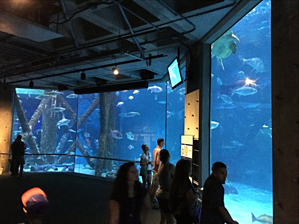 ReynoldsPolymer's tweet photo. Located near #NewOrleans' #FrenchQuarter, #AudubonAquarium immerses guests in an #underwater world filled with sharks, schools of fish & sting rays galore! https://t.co/K7L9xdtxGR
#ReynoldsPolymerTechnology #CourseaultCommercialInc #WeBuildTheImpossible @AudubonNature #Aquarium https://t.co/jAeg7ddIlQ