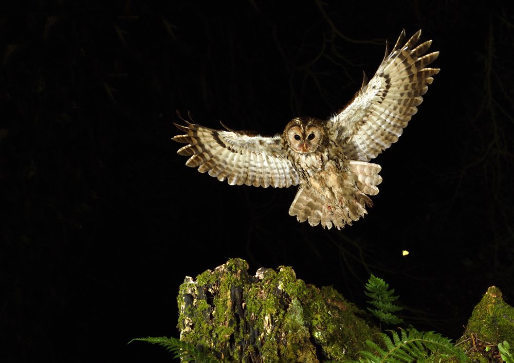 Tawny coming in with talons at the ready. Also managed to include a Brimstone moth in the photography. #wildlifephotography #tawnyowls #owls #wildlifewatchingsupplies #ukwildlife #woodlands