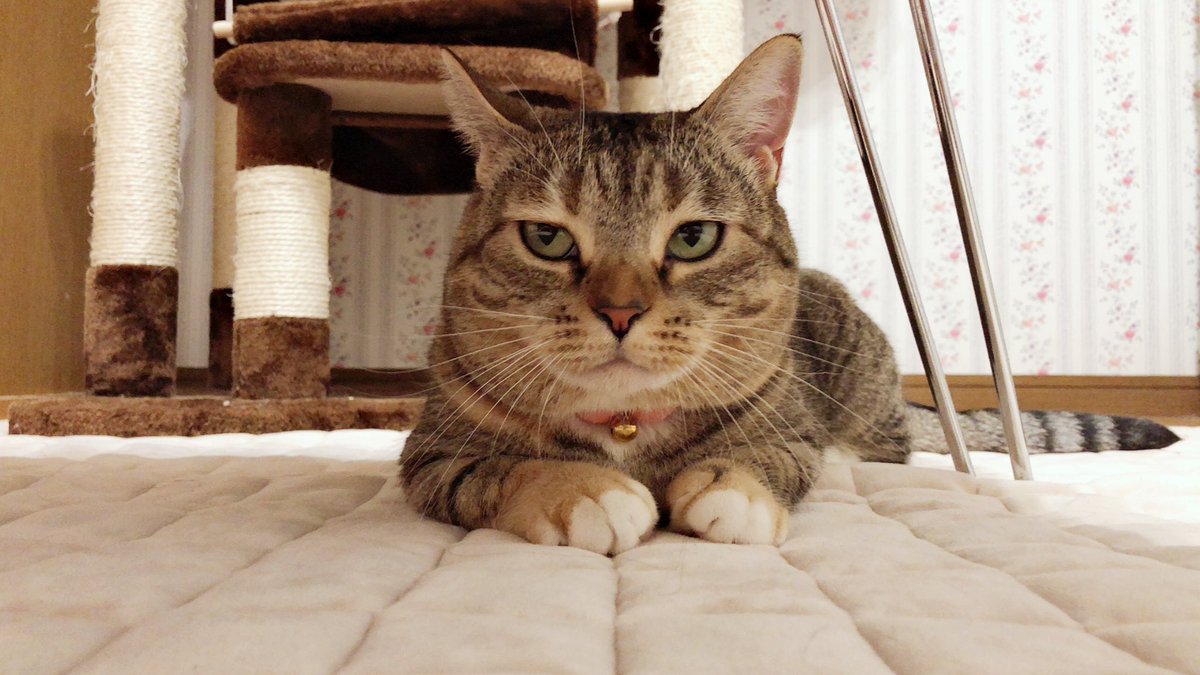 こまちゃん@マンチカン (@coma_ameli) / Posts / X