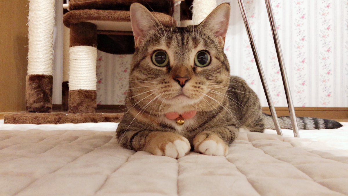 こまちゃん マンチカン はい カット の声が掛かった後 表情が変わりすぎる女優さん マンチカン 猫 猫好きさんと繋がりたい 猫のいる暮らし 猫のいる生活 こまちゃん マンチカン はい カット の声が掛かった後 表情が変わりすぎる女優さん マンチカン 猫 猫好きさんと繋がりたい 猫のいる暮らし 猫のいる生活