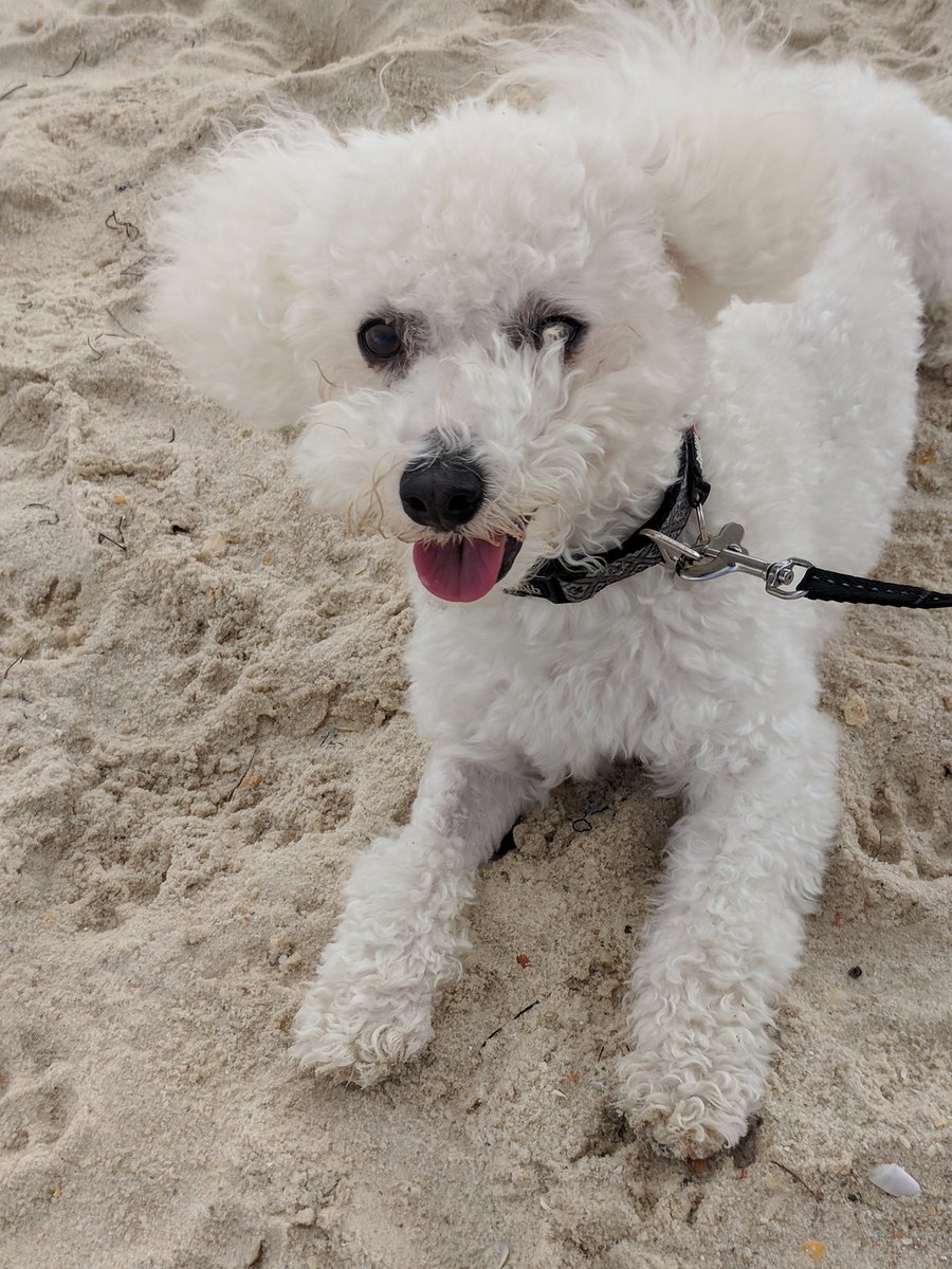roo_book's tweet photo. Mommy and daddy took me on my first beach trip https://t.co/w8xvLqr0mE