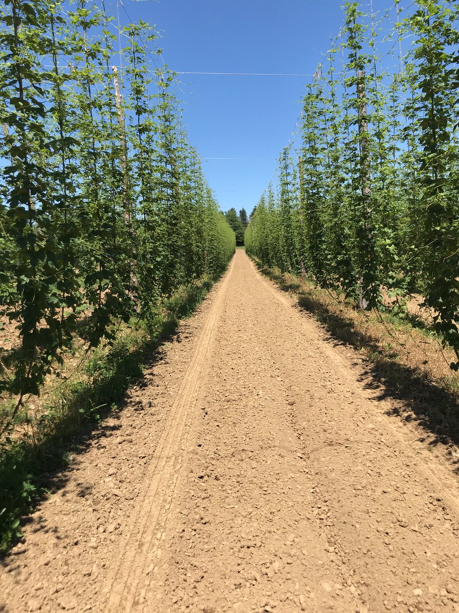 Burrs all around #lakeviewhops#third yearcascade