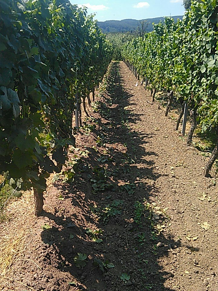 Affentat's tweet photo. Es ist warm im Feld. Kauft Wein, brauche geld für was kaltes! https://t.co/8jNITbTixj