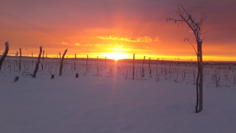 Zuccardi ValleDeUco tweet media