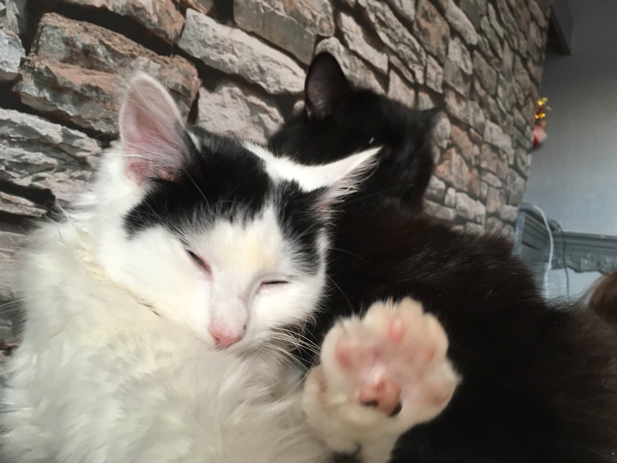 Our 'uman took this test ow.ly/9bje30l2DDz from our friends at <a href="/CatsProtection/">Cats Protection</a> on keeping us safe during this heatwave &amp; only managed to get half of them right despite us telling him all the answers! He's promised to get it right in future! LOL