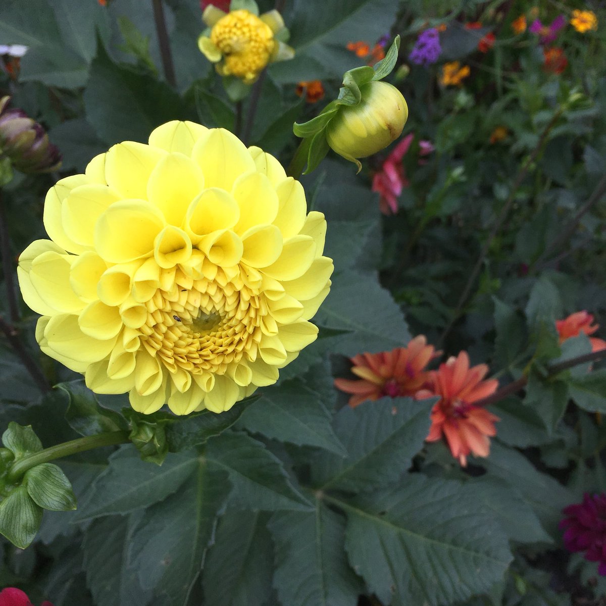 Not sure how I’ve ended up with a yellow dahlia. This was Mr Frans from <a href="/srkitchengarden/">Sarah Raven</a> collection 🤷🏻‍♀️🤷🏻‍♀️