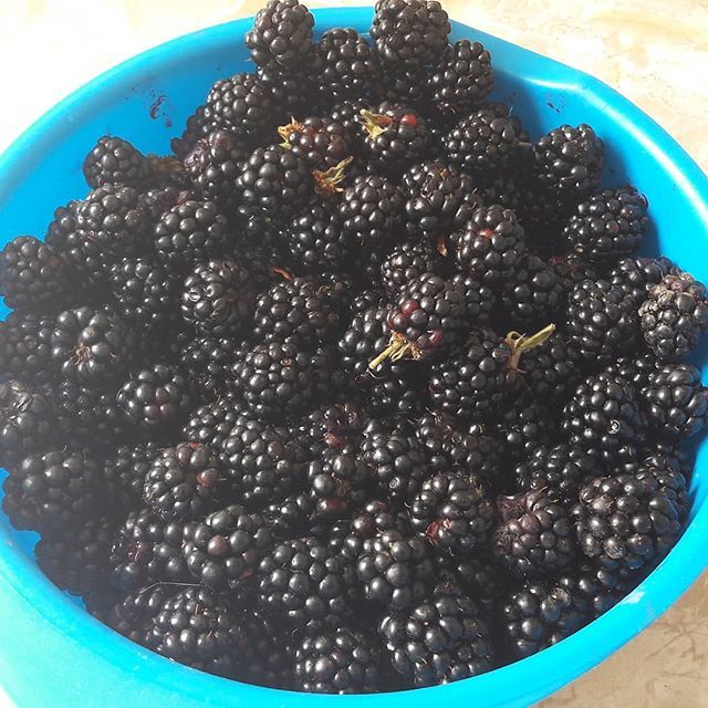 bionatural's tweet photo. Práve sme nazbierali hromadu černíc, sú sladké ako med 🙂 spravíme z nich džem. Čo robíte z černíc vy? O černiciach by mohol byť článok aj na blogu... #cernice #cerniceprekrasu #sladkecernice #cernicovydzem #fb https://t.co/QgTJysZSCF https://t.co/iJwk45hdK3