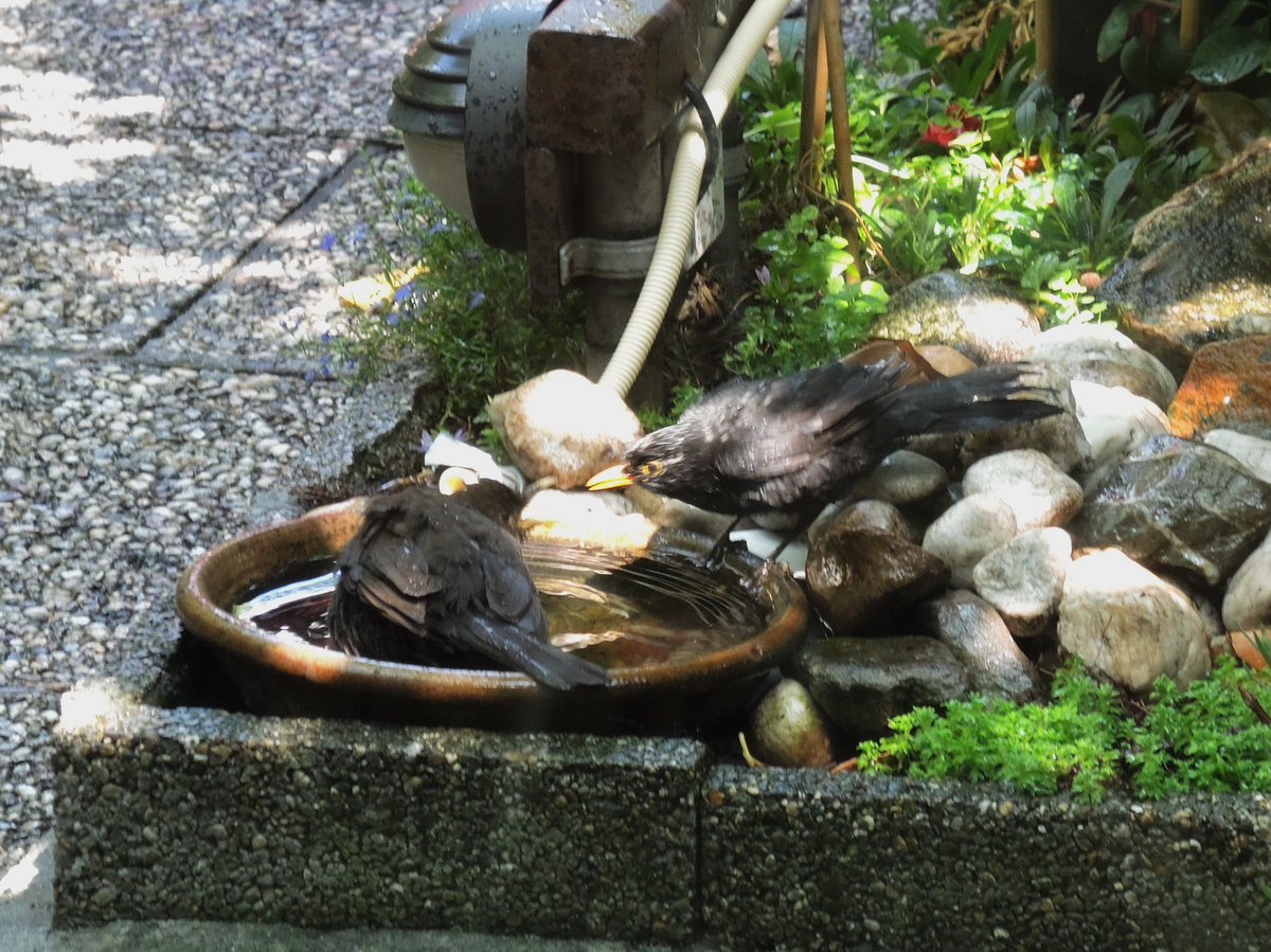 SeimenBurum's tweet photo. When you have a bird bath in the garden with this hot weather you have visiters all day. Some cannot stand the other going first. Sharp beaks, threats @lopcute @vogelnieuws
#birdwatching #HeatWave2018 #summer #throughwindow https://t.co/AAPKBCqsVu