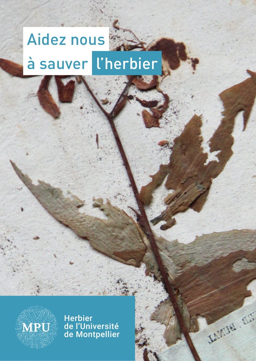 Muséum Angers (@museum_angers) on Twitter photo Les herbiers sont des traces historiques de notre patrimoine végétal ☘️🌺🌼. Le #museum poursuit l'inventaire et la numérisation des notres.
⚠️Mais <a href="/umontpellier/">Université de Montpellier</a> a besoin de votre aide pour sauver l'<a href="/Herbier_MPU/">Herbier Montpellier Université MPU</a> des insectes ravageurs. Pour aider : commeon.com/fr/projet/sauv… Les herbiers sont des traces historiques de notre patrimoine végétal ☘️🌺🌼. Le #museum poursuit l'inventaire et la numérisation des notres.
⚠️Mais <a href="/umontpellier/">Université de Montpellier</a> a besoin de votre aide pour sauver l'<a href="/Herbier_MPU/">Herbier Montpellier Université MPU</a> des insectes ravageurs. Pour aider : commeon.com/fr/projet/sauv…