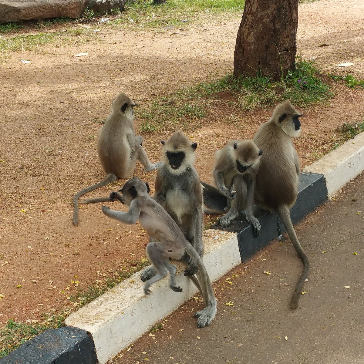 LankaTourDriver's tweet photo. #anuradapura #Monkey #SriLanka #lesiureTime #Photography #myeverything #friends #holiday #tourism #Leisure #Travelling #awesome #funny #asia #View #beautiful #true #RoundTour #royal #kingdom #PrivateDriver #chilling #ontheroad #black #Face #wildanimals https://t.co/JhVdnw10Y9