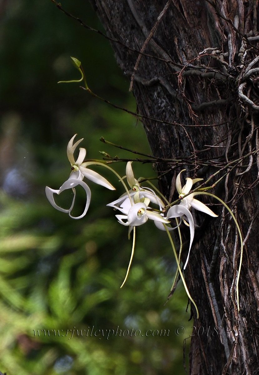 Four flowers on the 'Super" Ghost Orchid. Bring the kids out and see it during Family Funday, facebook.com/events/6784063… which runs from 9:30 a.m. to 1:30 p.m. today. Corkscrew Swamp Sanctuary photo by R.J. Wiley.