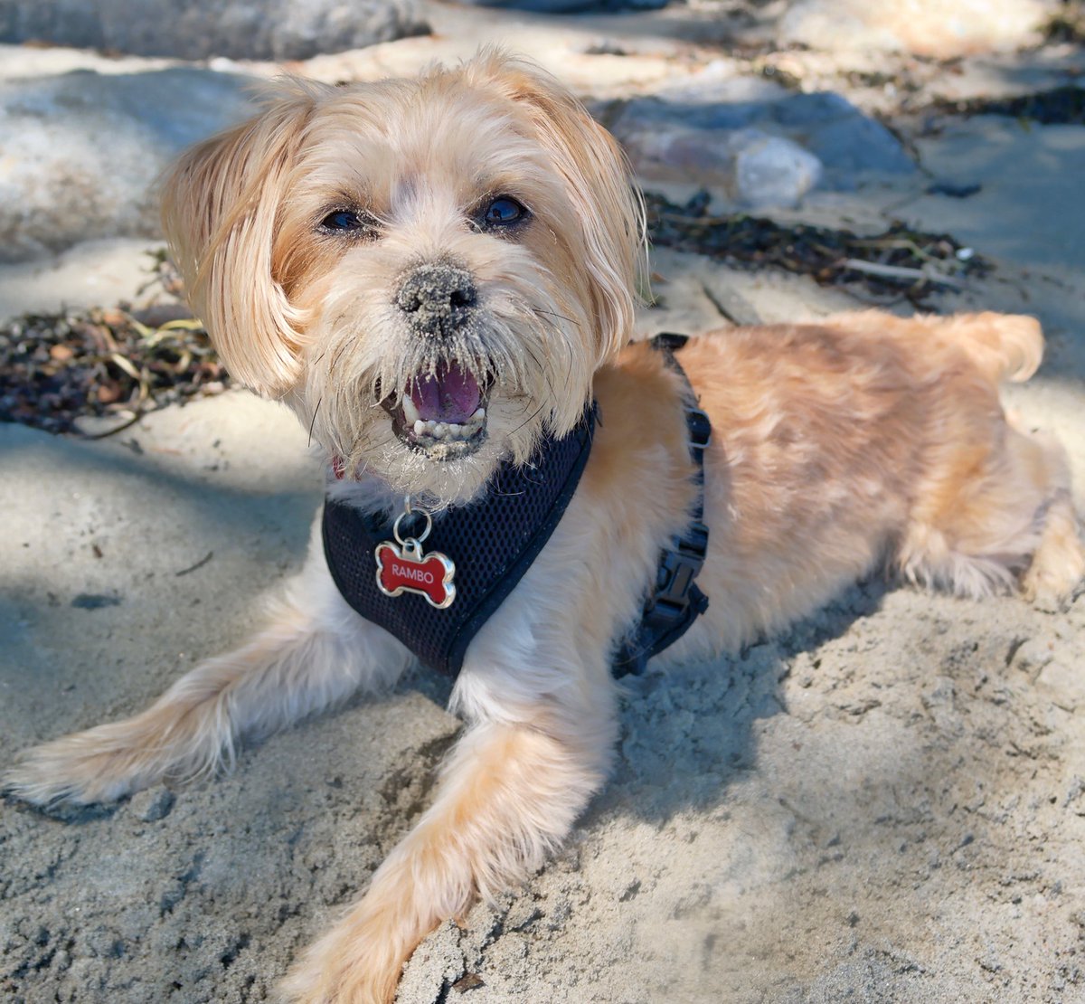 rambothepuppy's tweet photo. before we leave the coast, i had to go to the beach one more time 😁😍
#ILoveTheBeach 🏖 #AndSand #AndAllTheSmells #AndTastes 😋 #GonnaBe #PoopinSandcastles 🏰💩 #LaterToday 😂 https://t.co/HjBHgukzYc