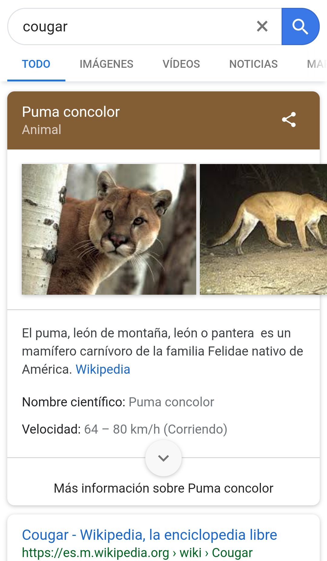 el puma wikipedia