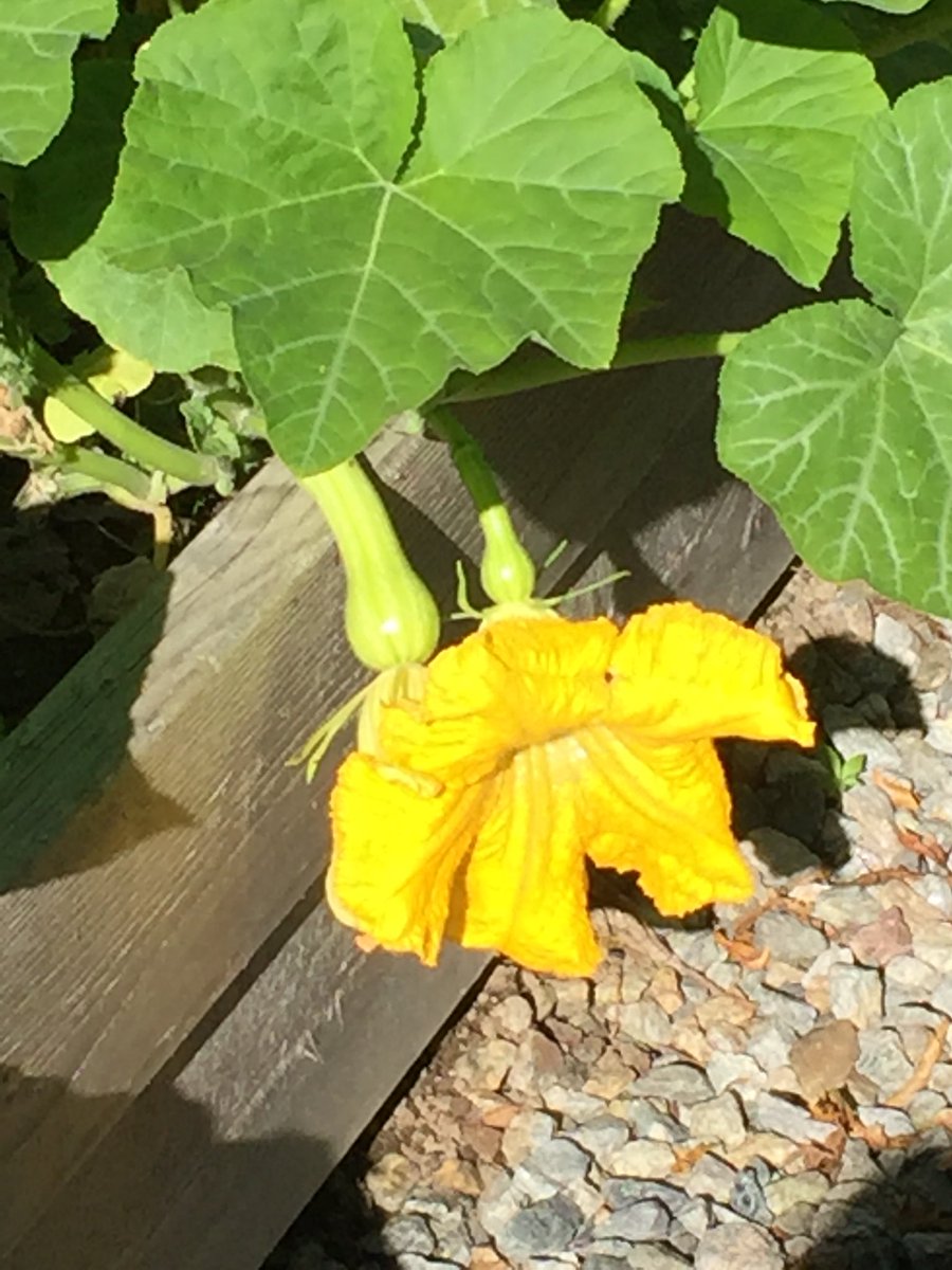 GardenMsc tweet picture