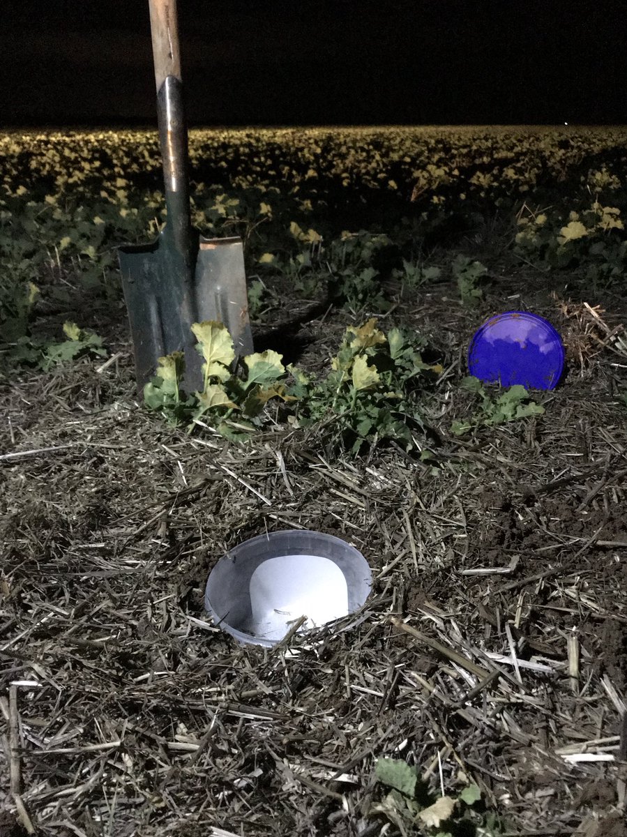 Sam_Toulmin_'s tweet photo. Looking for answers, hoping these insect traps will provide the solution #Koberag https://t.co/gvqsMRfqzu