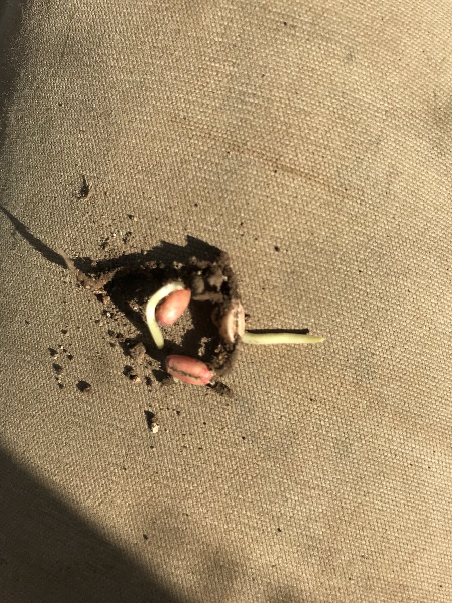 8mm of rain yesterday gave us our highest daily rainfall for the year. Giving us 65mm of rain for the year. More than 2 months since it was put in the ground, looks like this sceptre will finally see day light in the next week or so 👍🏼